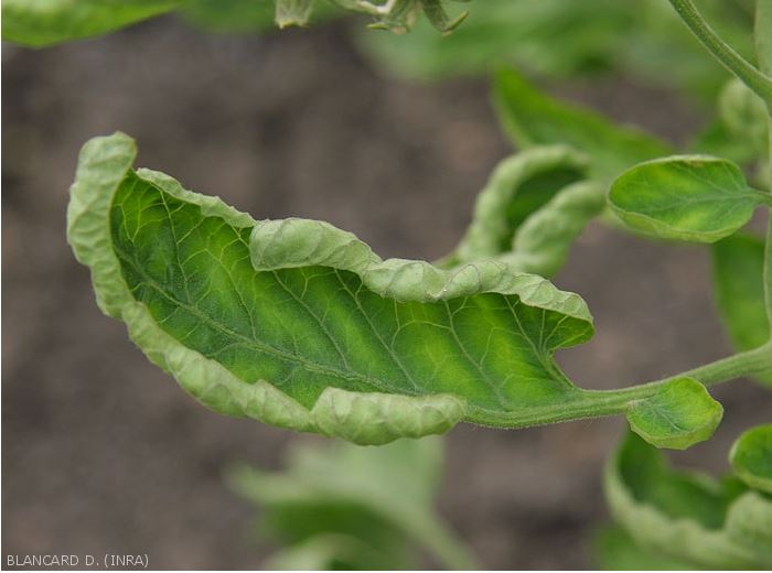 Feuilles jaunes en cuillère de la tomate EcophytoPIC